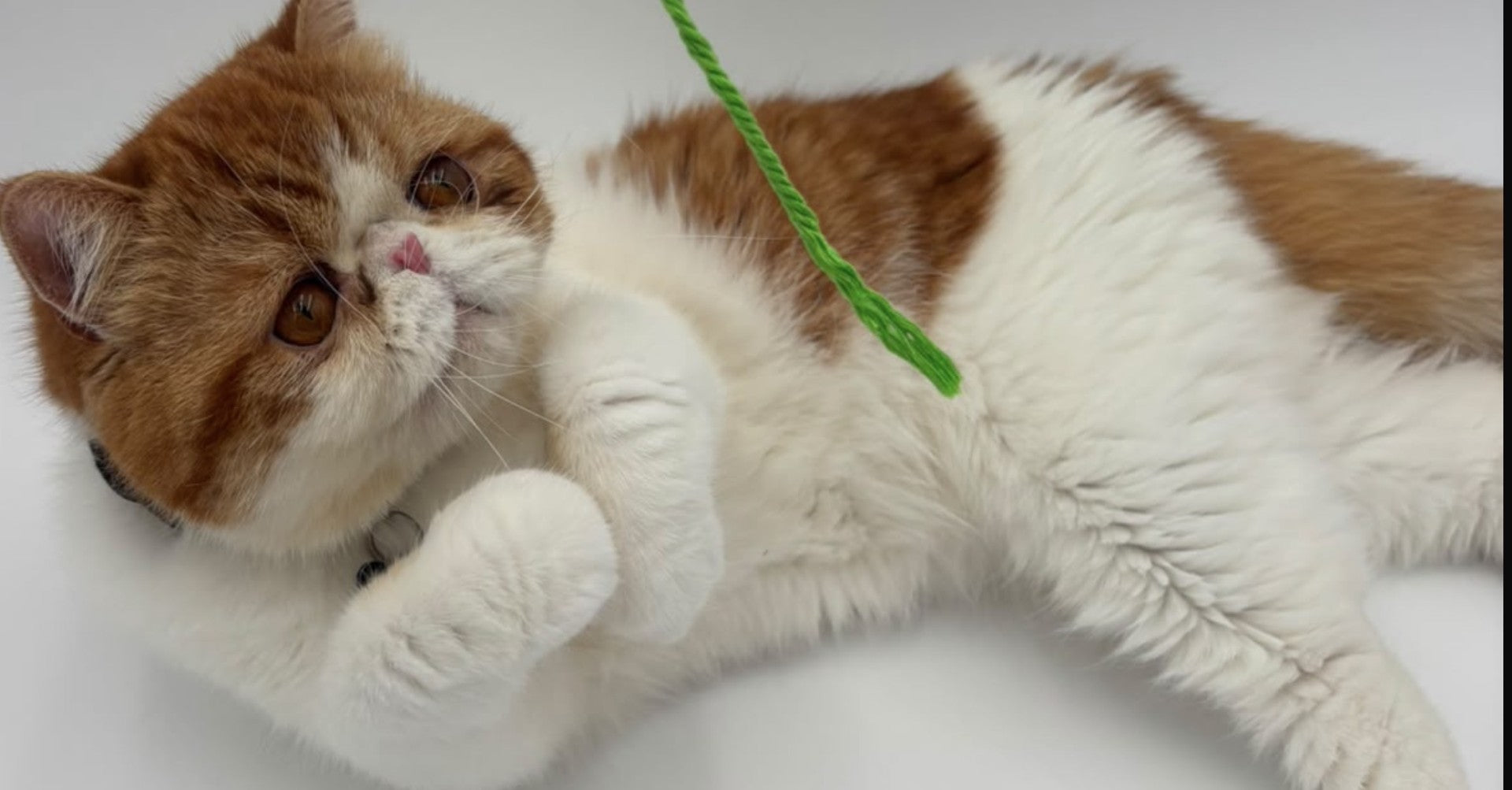 The Ultimate Cat Enrichment Schedule: A Daily Routine for a Happy Feline