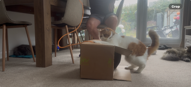 Cat Interactive Toys: Stimulating Natural Hunting Instincts through Play