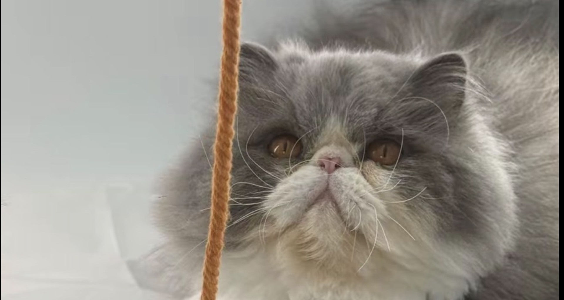 The Ultimate Checklist for the Most Entertaining Cat Toys in 2026