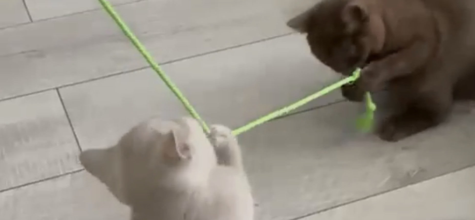 How to Play With Your Cat After Work: Creative Enrichment Ideas for Busy Owners