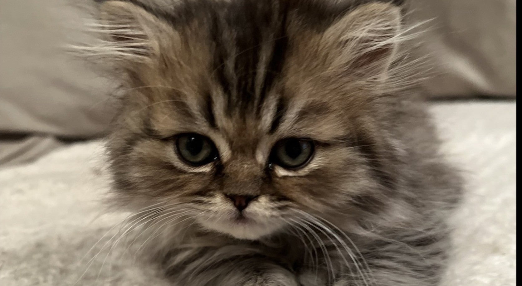 Bonding with Your New Cat: Building Lifelong Trust