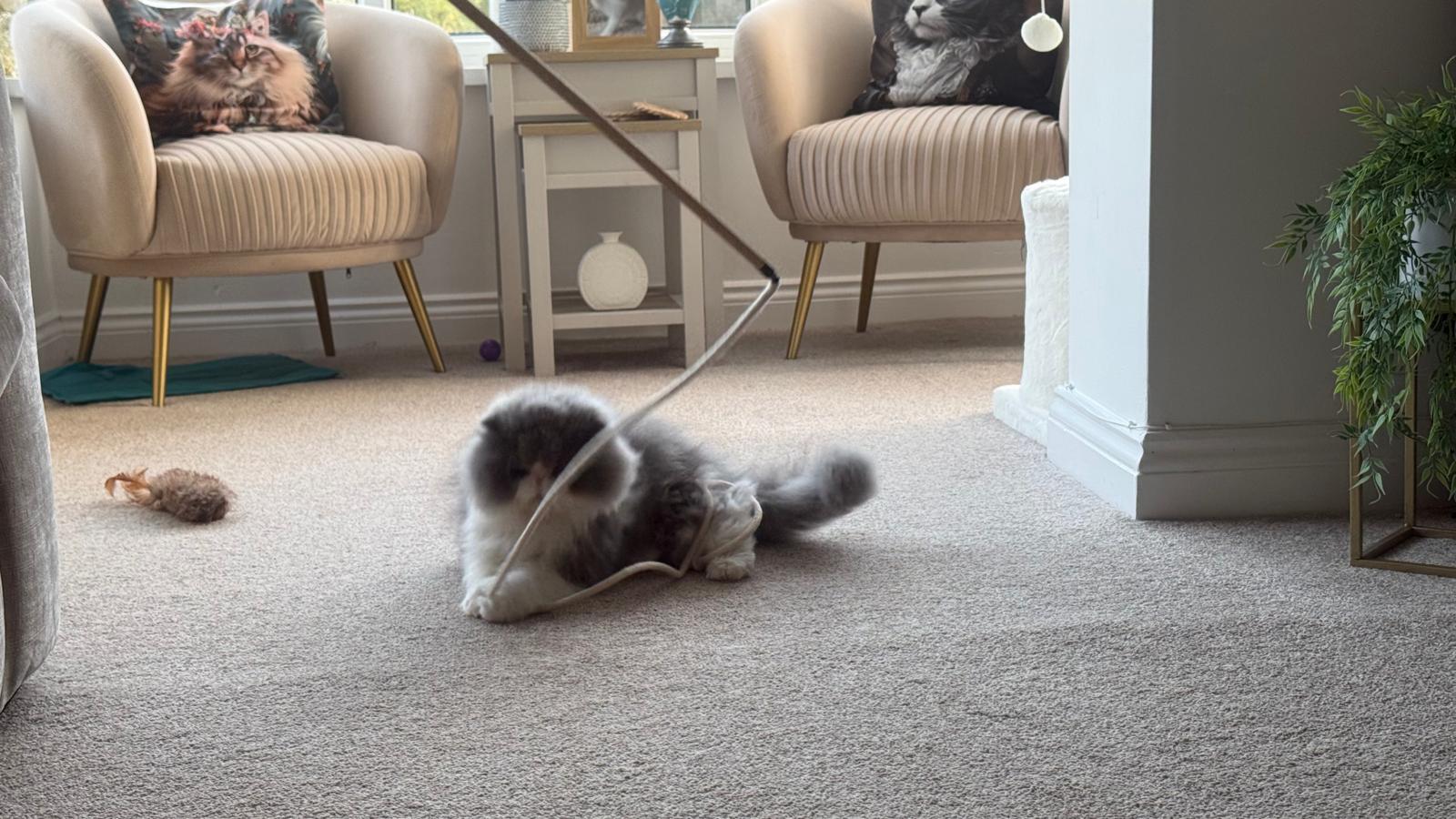 The String Thing Cat Toy: The Ultimate Guide to Interactive Play in 2026