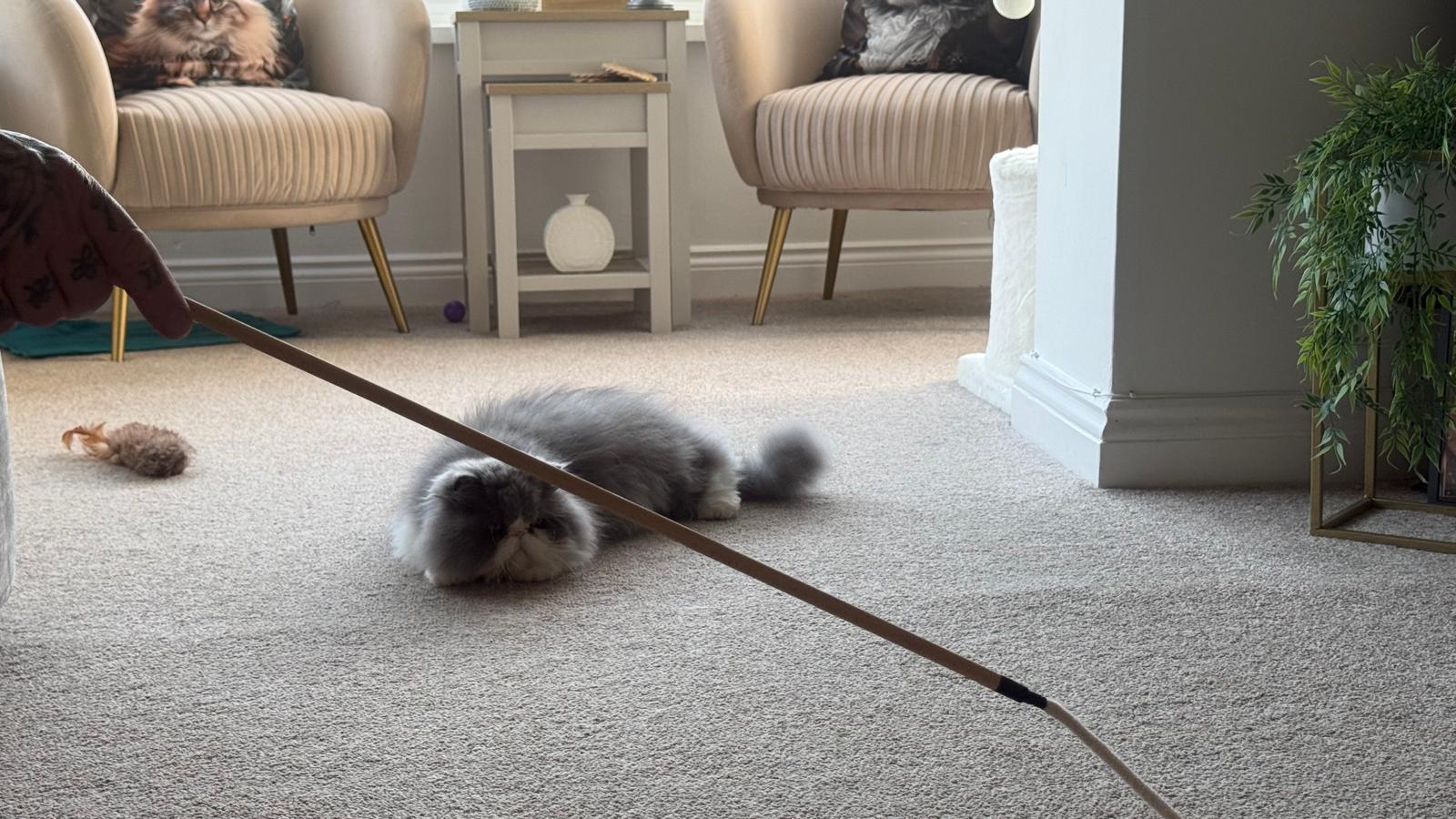 Best Toys for Persian Cats: Gentle & Engaging Play (2026)