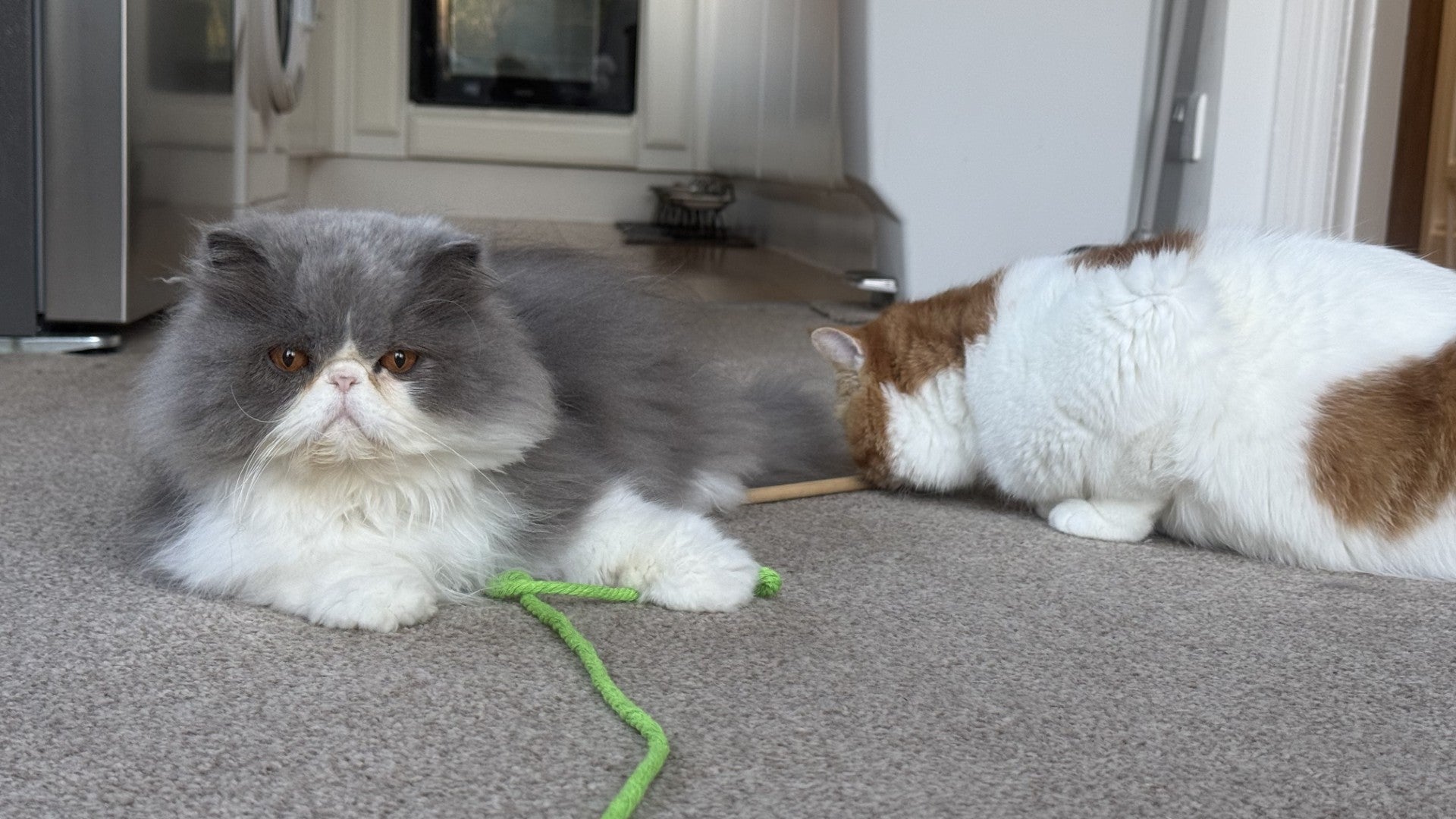 Indoor Cat Enrichment: A Guide to Play and Wellbeing