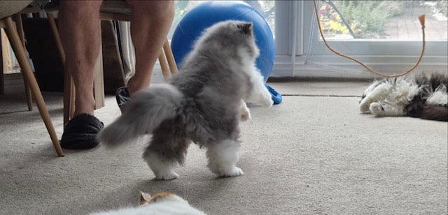 Best Toys for Senior Cats: Keeping Your Ageing Feline Active in 2026